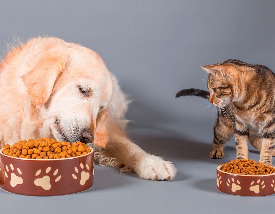 Spezielle Ernährungsbedürfnisse und Diätetik bei Hund und Katze Spezielle Ernährungsbedürfnisse und Diätetik bei Hund und Katze