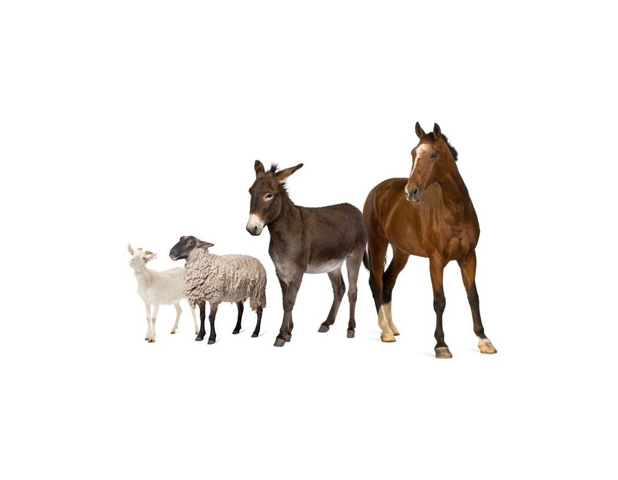 Pharmakovigilanz bei Tierarzneimitteln Pharmakovigilanz bei Tierarzneimitteln